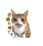 茶トラ猫のクリームおじさん（個別スタンプ：7）