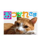 茶トラ猫のクリームおじさん（個別スタンプ：8）