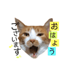 茶トラ猫のクリームおじさん（個別スタンプ：9）