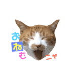 茶トラ猫のクリームおじさん（個別スタンプ：10）