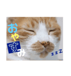 茶トラ猫のクリームおじさん（個別スタンプ：12）