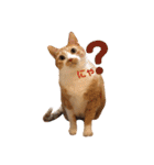 茶トラ猫のクリームおじさん（個別スタンプ：13）