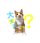 茶トラ猫のクリームおじさん（個別スタンプ：14）