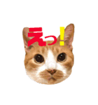 茶トラ猫のクリームおじさん（個別スタンプ：15）
