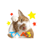 茶トラ猫のクリームおじさん（個別スタンプ：16）