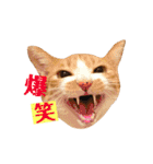 茶トラ猫のクリームおじさん（個別スタンプ：17）