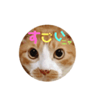 茶トラ猫のクリームおじさん（個別スタンプ：19）
