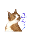 茶トラ猫のクリームおじさん（個別スタンプ：21）