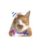 茶トラ猫のクリームおじさん（個別スタンプ：22）