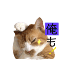 茶トラ猫のクリームおじさん（個別スタンプ：27）
