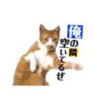 茶トラ猫のクリームおじさん（個別スタンプ：28）