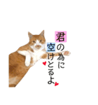 茶トラ猫のクリームおじさん（個別スタンプ：29）