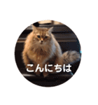 チルっとサイベリアン（個別スタンプ：4）