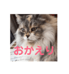 チルっとサイベリアン（個別スタンプ：5）