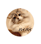 チルっとサイベリアン（個別スタンプ：7）