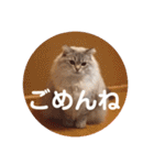 チルっとサイベリアン（個別スタンプ：9）