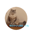 チルっとサイベリアン（個別スタンプ：10）