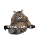 チルっとサイベリアン（個別スタンプ：11）