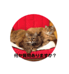 チルっとサイベリアン（個別スタンプ：13）