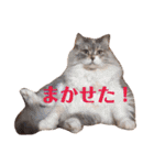 チルっとサイベリアン（個別スタンプ：14）