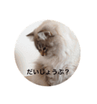チルっとサイベリアン（個別スタンプ：15）