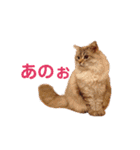 チルっとサイベリアン（個別スタンプ：16）