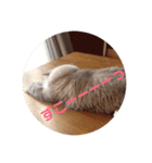 チルっとサイベリアン（個別スタンプ：17）