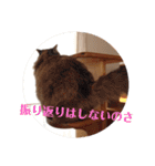 チルっとサイベリアン（個別スタンプ：19）