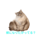 チルっとサイベリアン（個別スタンプ：21）