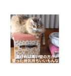 チルっとサイベリアン（個別スタンプ：22）
