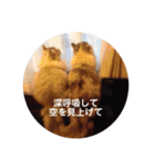 チルっとサイベリアン（個別スタンプ：24）