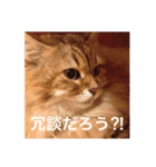 チルっとサイベリアン（個別スタンプ：25）