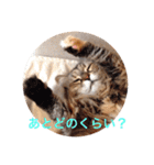 チルっとサイベリアン（個別スタンプ：26）