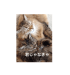 チルっとサイベリアン（個別スタンプ：28）