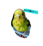 レジェンド鳥さんのピーちゃん（個別スタンプ：3）