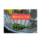 レジェンド鳥さんのピーちゃん（個別スタンプ：4）