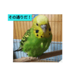 レジェンド鳥さんのピーちゃん（個別スタンプ：5）