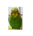 レジェンド鳥さんのピーちゃん（個別スタンプ：6）