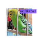 レジェンド鳥さんのピーちゃん（個別スタンプ：8）
