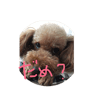 トイプードル2（個別スタンプ：7）