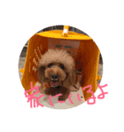トイプードル2（個別スタンプ：13）