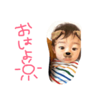 じょーちゃんスタンプ1（個別スタンプ：2）