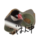 うちのペットちゃん（個別スタンプ：8）