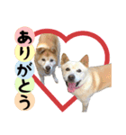 癒し猫犬たち（個別スタンプ：1）