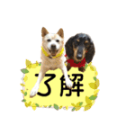 癒し猫犬たち（個別スタンプ：3）