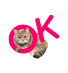 癒し猫犬たち（個別スタンプ：4）
