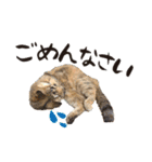 癒し猫犬たち（個別スタンプ：10）