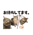 癒し猫犬たち（個別スタンプ：11）
