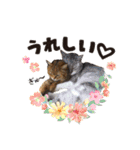 癒し猫犬たち（個別スタンプ：12）