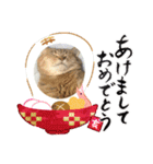 癒し猫犬たち（個別スタンプ：13）